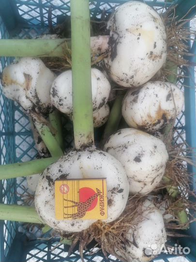 Рябчик императорский