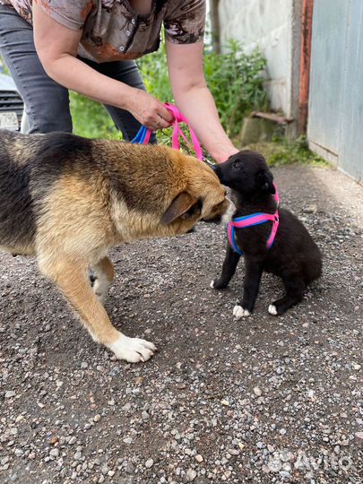 Щенок 2,5 мес