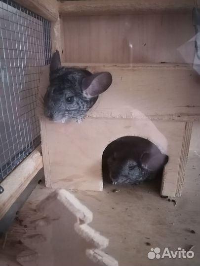 Шиншилла эбони