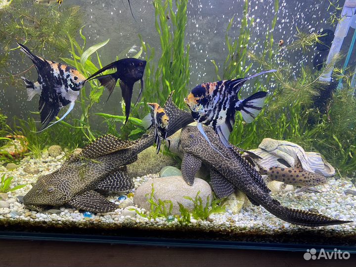 Сом анциструс