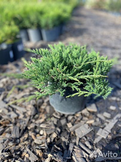 Можжевельник