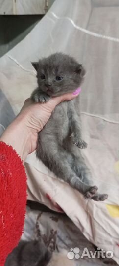 Британские вислоухие котята серые