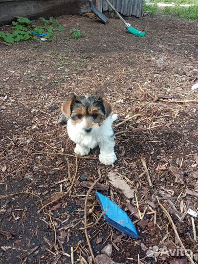 Цветной Йорк