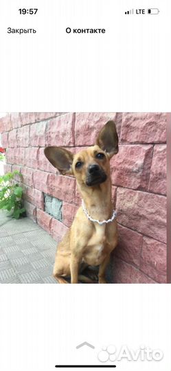 Шенки в добрые руки