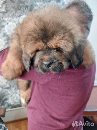 Тибетский мастиф,львиный тип