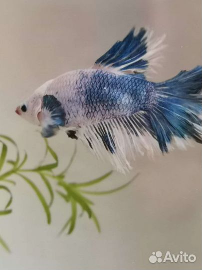 Рыбка петушок