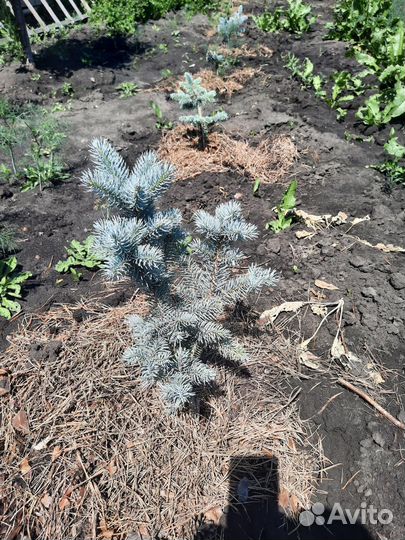 Продаю голубые ели, пихты, и многое другое