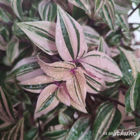 Традесканция триколор Rainbow Hill(Радужный холм)