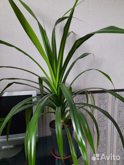 Панданус пальма