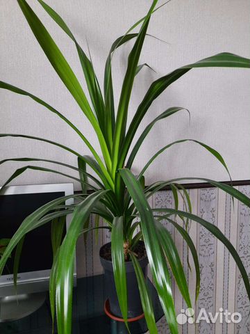 Панданус пальма