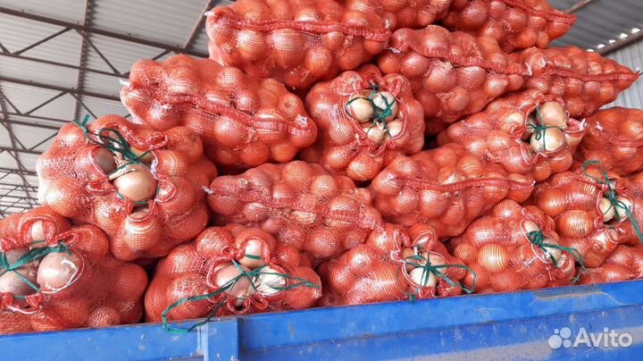 Продаётся лук оптом