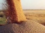 Зерно пшеница и ямень