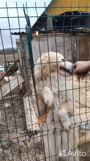 Собака девочка около года