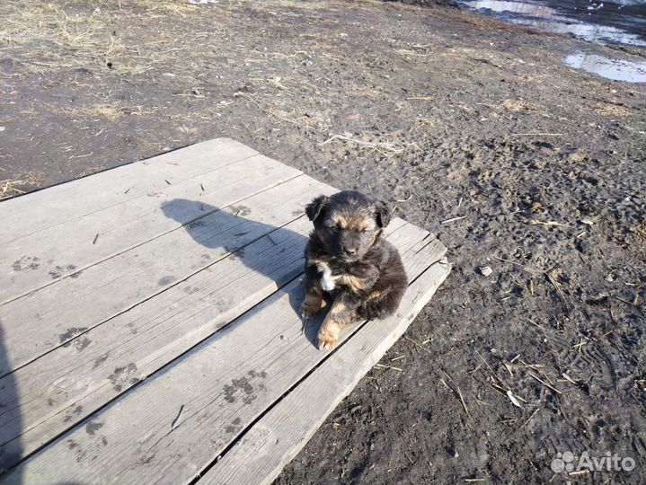 Собака в добрые руки