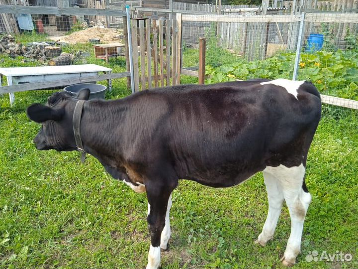Телка 7 месяцев