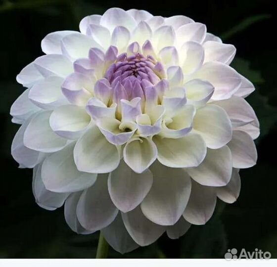 Георгины рассада