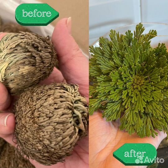 Иерихонская роза средние пучки для перепродажи