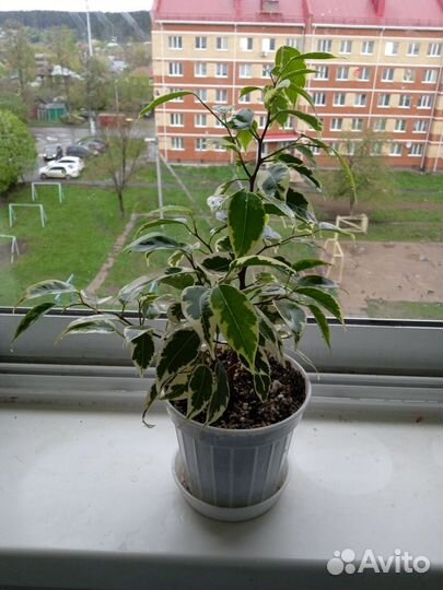 Фикус бенджамина пестролистный