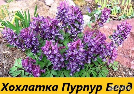 Луковичные цветы, Первоцветы