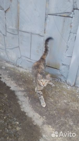 4 чудесные кошечки