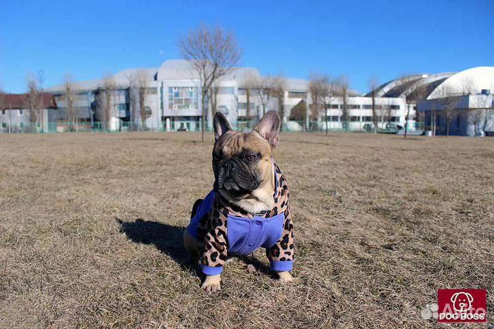 Одежда для собак