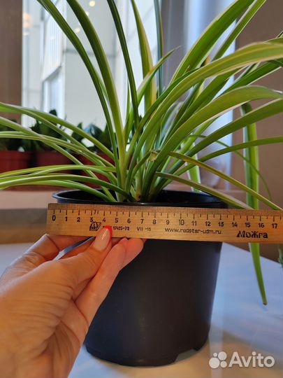 Хлорофитум