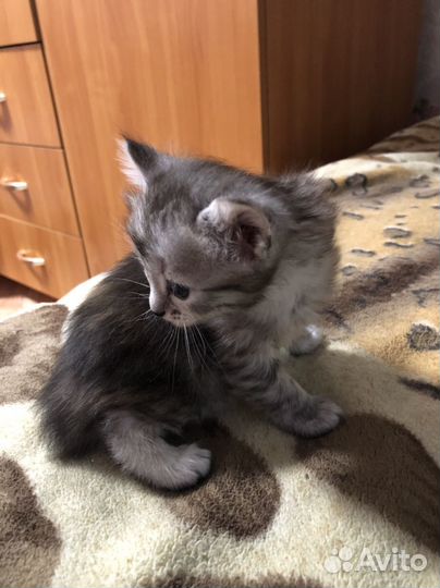 Котёнок с коротким хвостиком