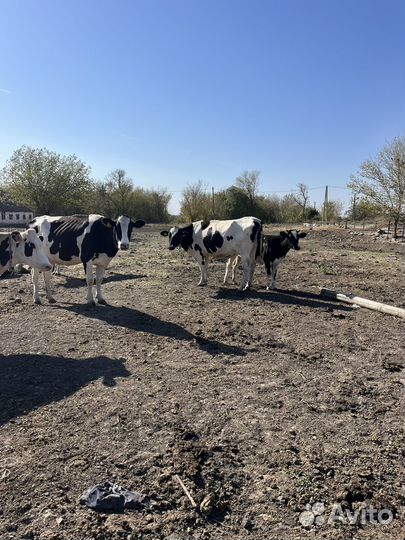 Коровы, телочки и бычки