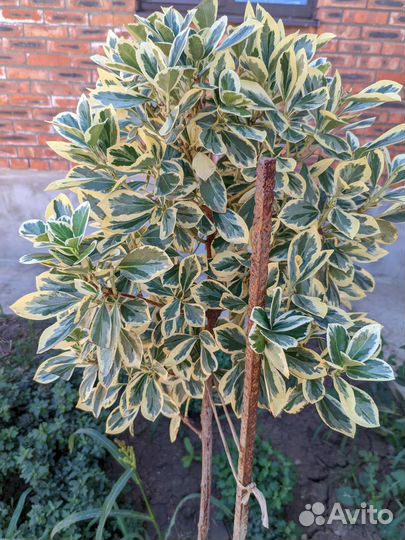 Бересклет на штамбе