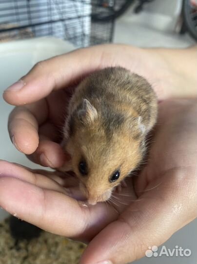 Сирийский хомяк в добрые руки