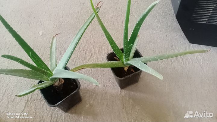 Комнатные растения цветы