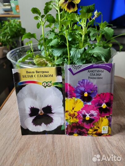 Петуния (цветы для дачи)