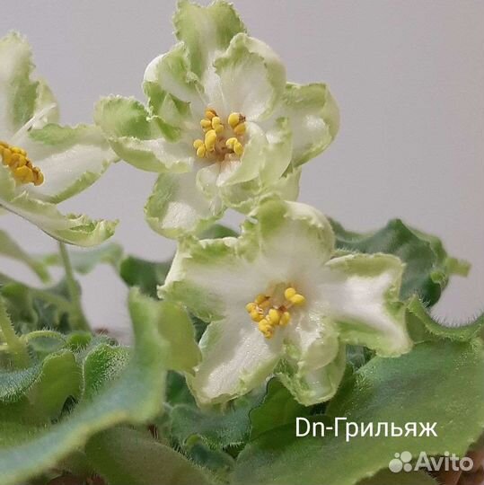 Фиалки, набор из 9-ти деток