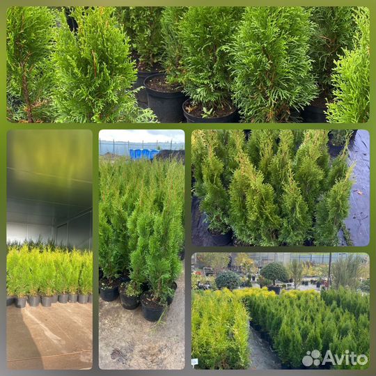 Туя Смарагд 80-100 см (предзаказ весна 2024)