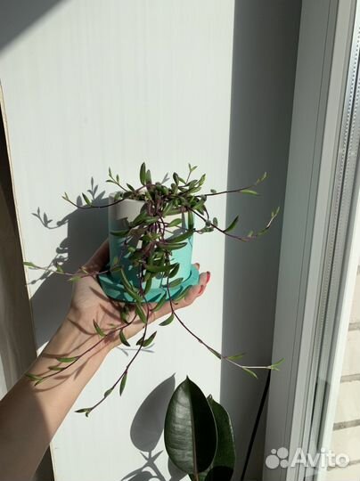 Отонна капская