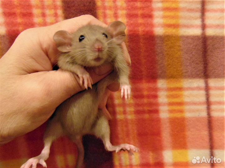 Классные крысята (крысы) дамбо от заводчика клетки