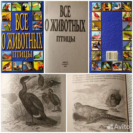 Всё о животных * Медведи и другие