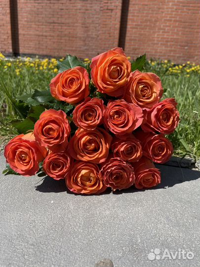 Коралловая роза 15 шт. 70см Доставка