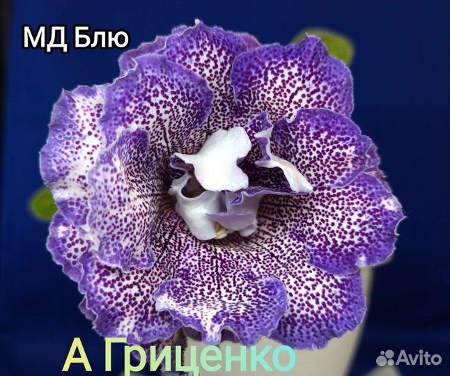 Пеларгонии, глоксинии, фуксии
