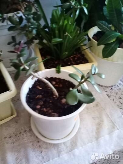 Хлорофитум