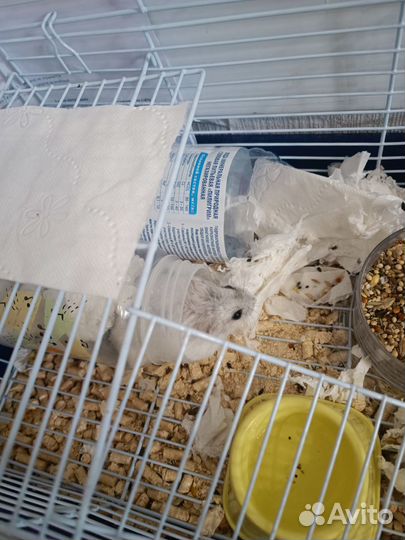 Джунгарские хомяки с клеткой