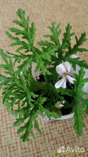 Душистая лечебная герань