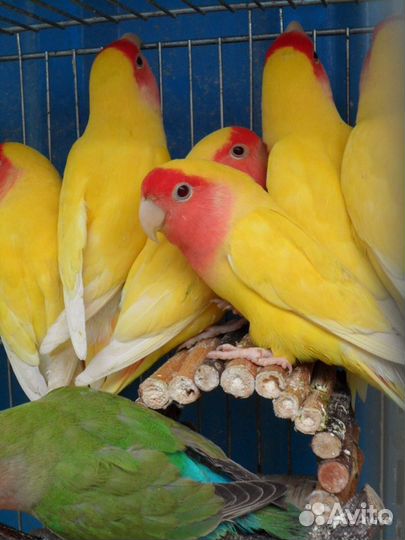 Попугай Неразлучник розовощекий