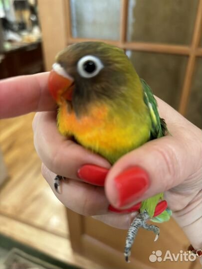 Продам попугаев неразлучников