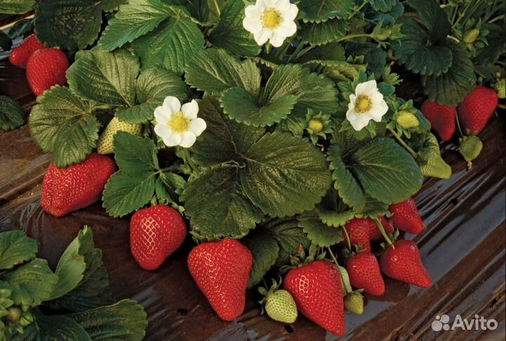 Продам саженцы клубники
