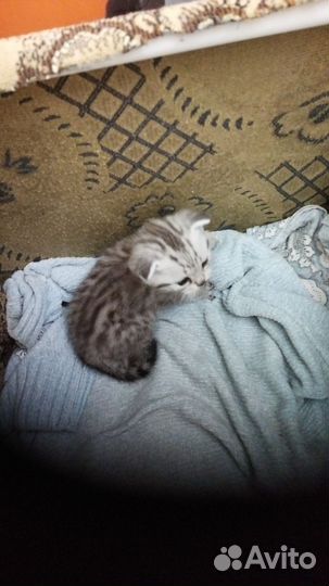 Шотландский вислоухий котик
