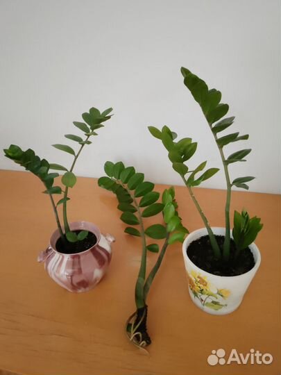 Замиокулькас, сансевиерия и др