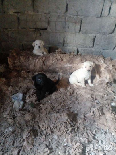 Щенки лабрадора