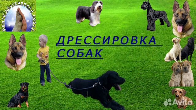 Дрессировка собак с выездом на дом в Новосибирске