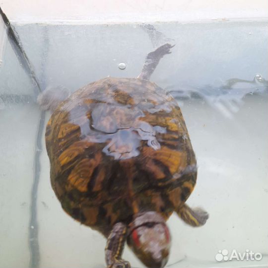 Красноухая черепаха с аквариумом